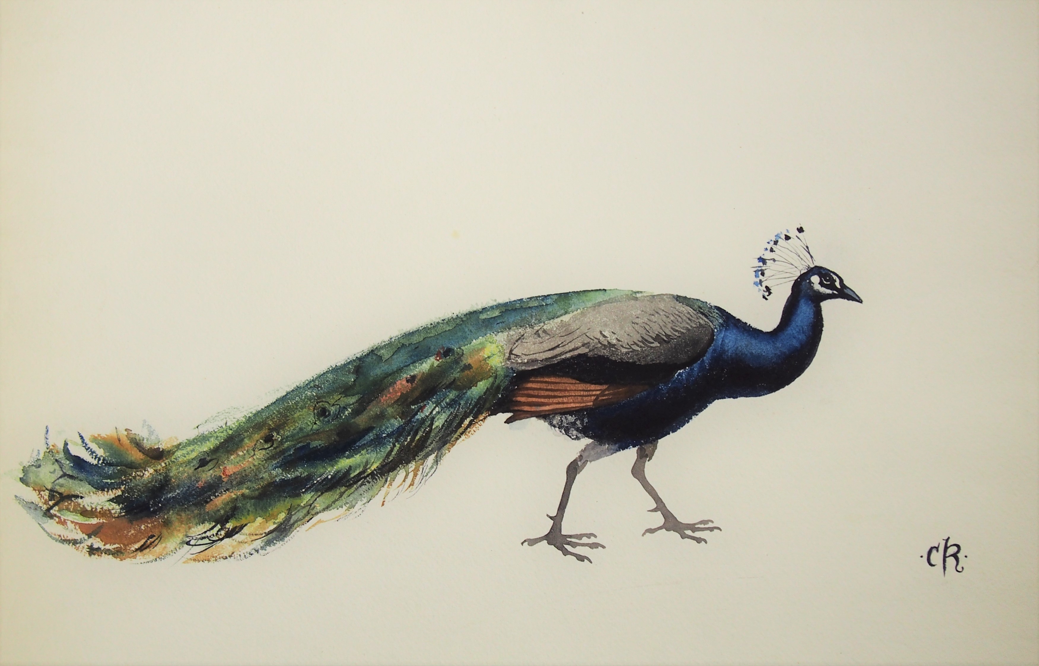 Peacock Image